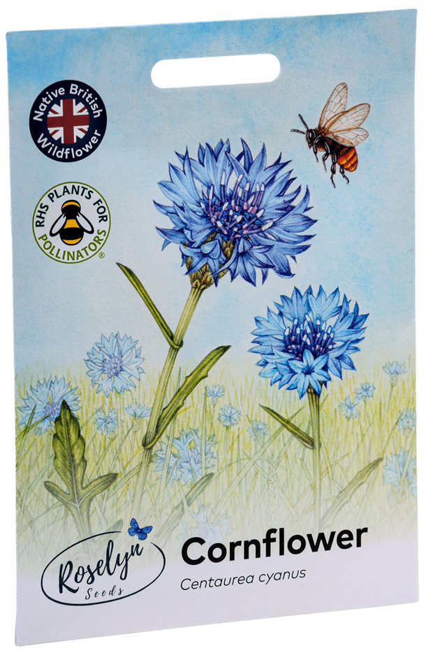 Cornflower - Centaurea cyanus