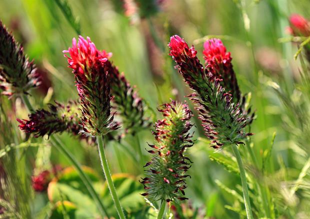 Crimson Clover - Trifolium incarnatum